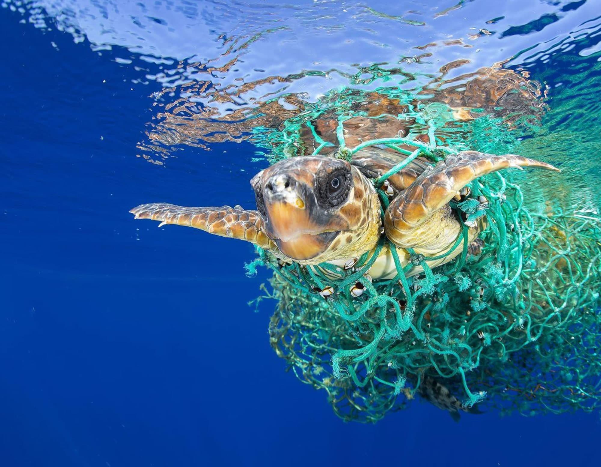 Save the turtles with Eco-friendly yoga wear made from recycled plastic bottles