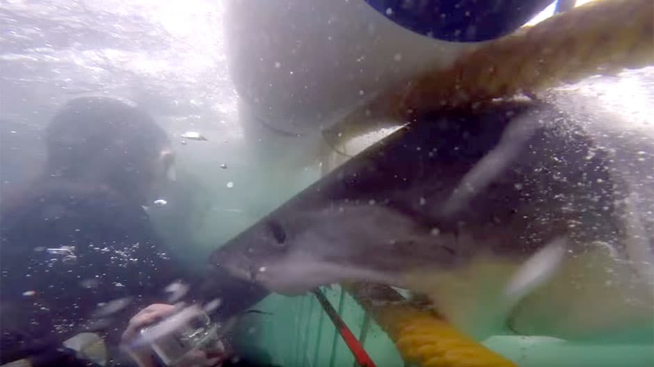 Great White attacks lads in a cage