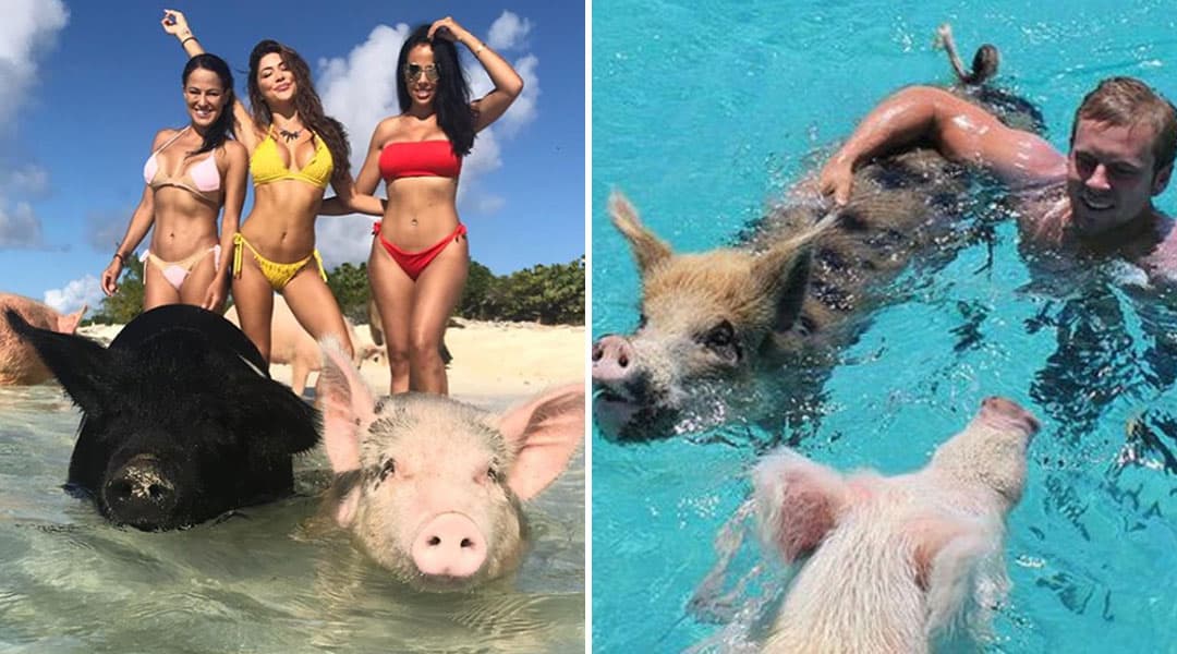 swimming with pigs in the bahamas exumas pigs bay