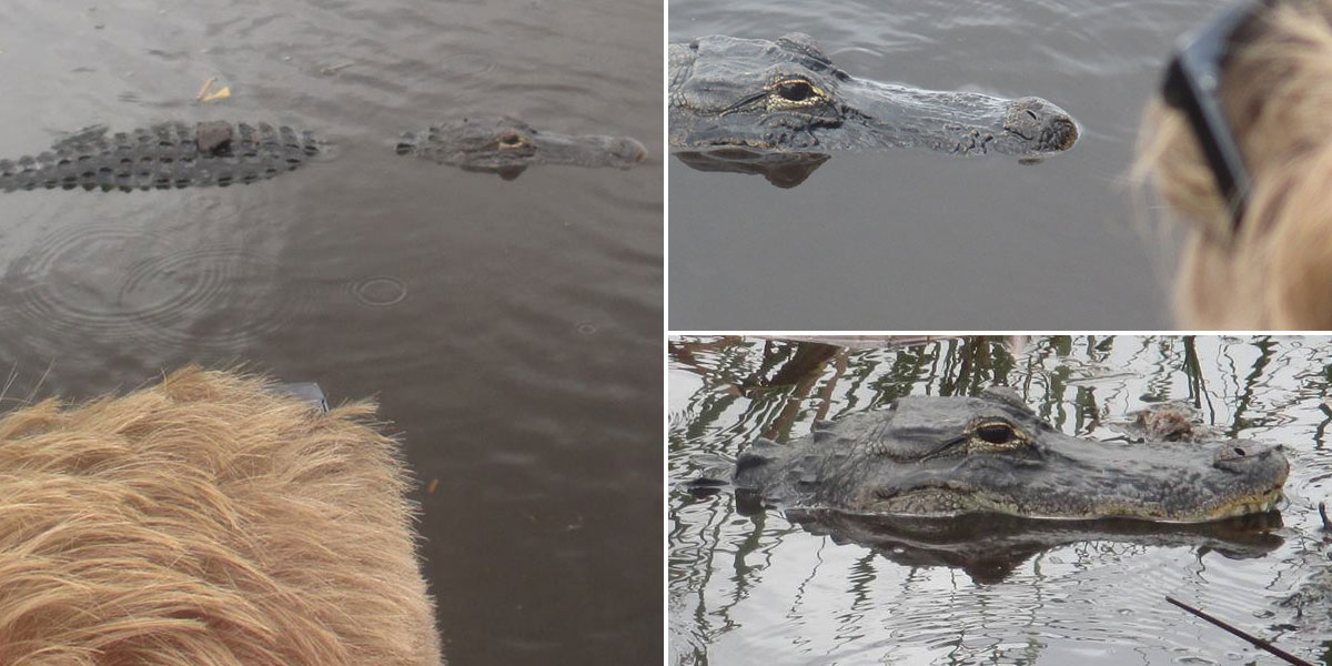 Baby alligator in the Everglades, Miami, Florida