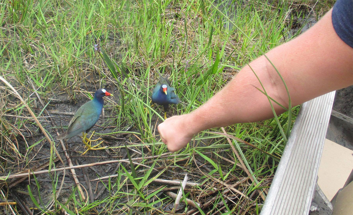 Lee Walpole almost pecked to death by little bird creature during Everglades tour, Miami