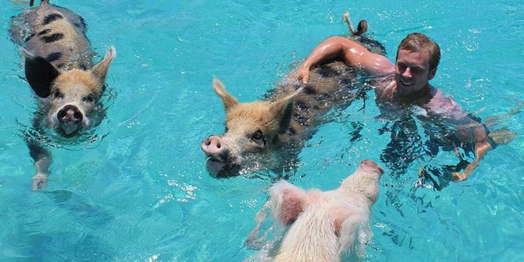 lee walpole swimming with pigs in the bahamas exumas pigs bay